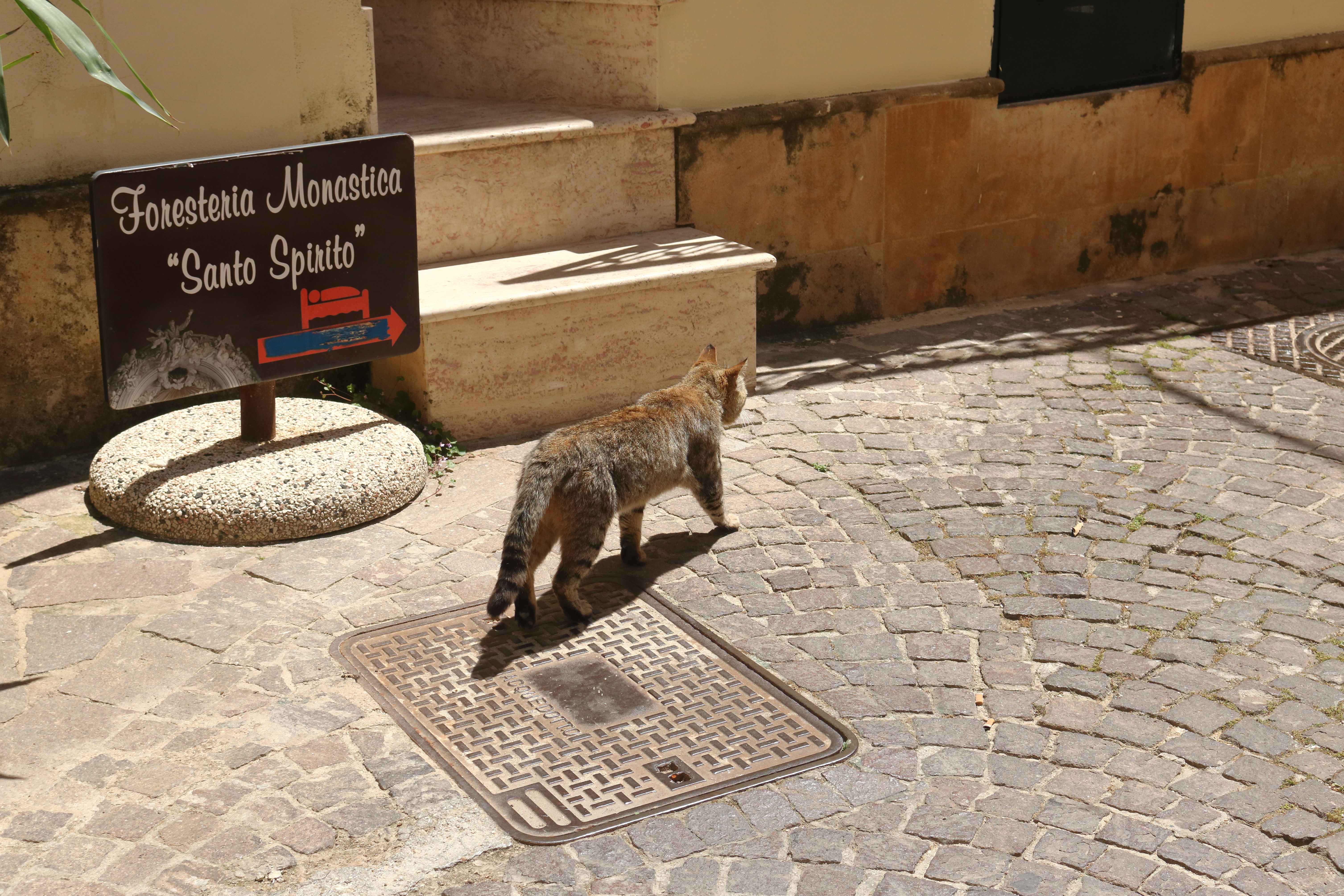 The Cat Who Knew the Way