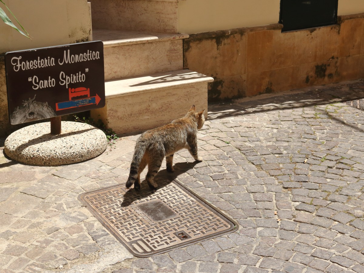 The Cat Who Knew the&nbsp;Way