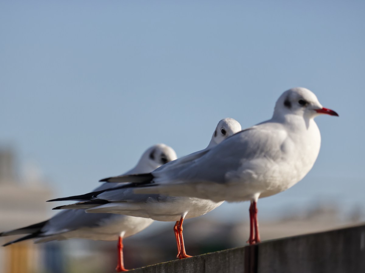 The Gull Who Looked&nbsp;Back