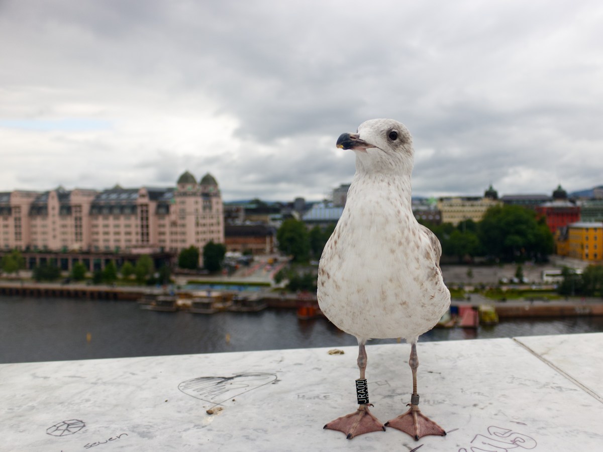 The Seagull and the&nbsp;Opera