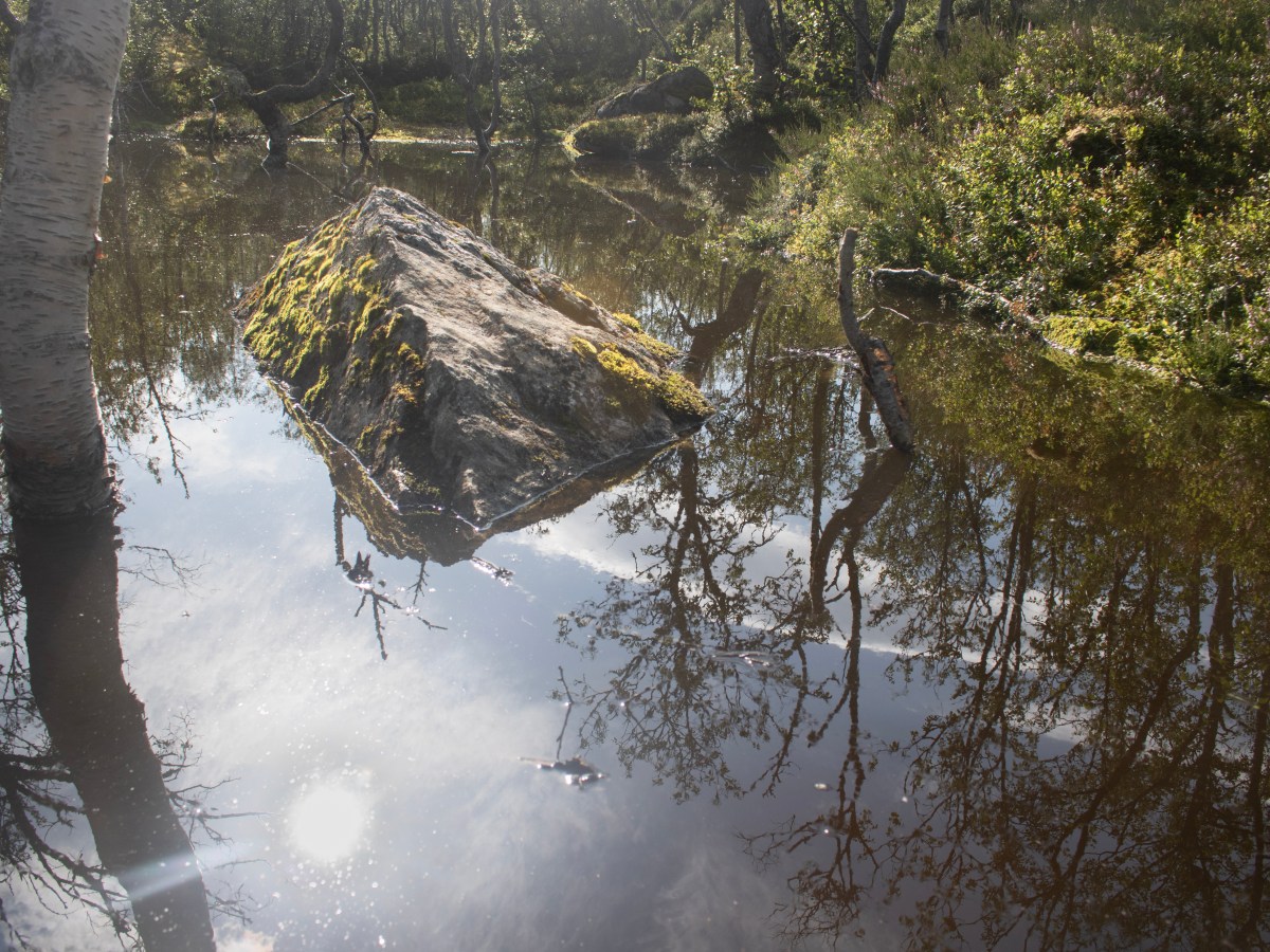 The Forest in the&nbsp;Water
